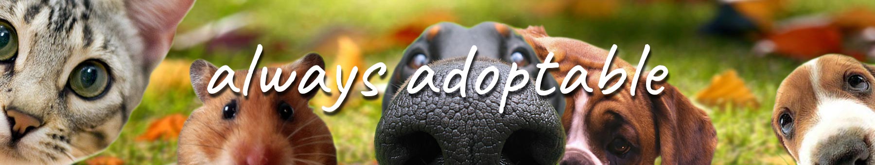 adoptable - helping to rehome unwanted pets